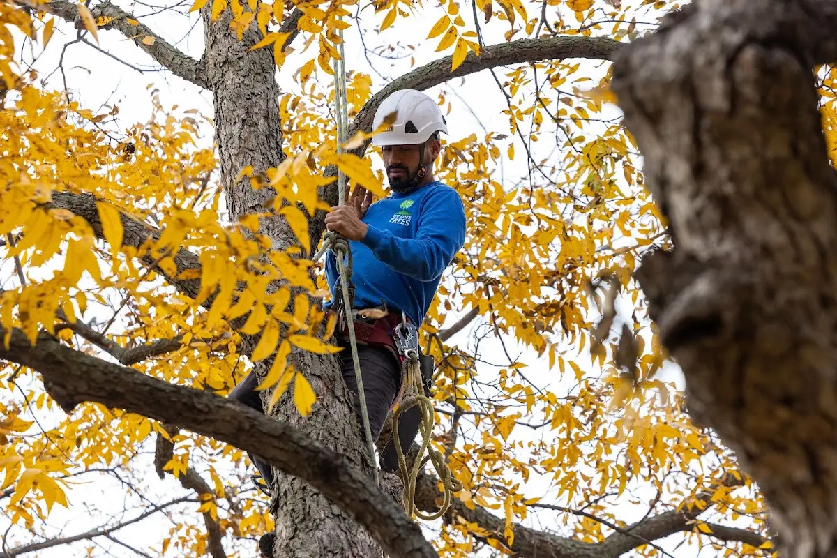 Skilled Storm Damage Cleanup crew working in El Segundo